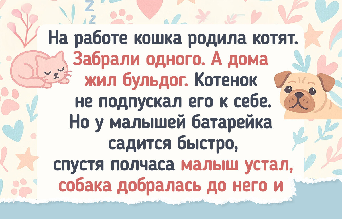 20+ трогательных рассказов о котиках, которых забрали домой, а они в ответ похитили наши сердца