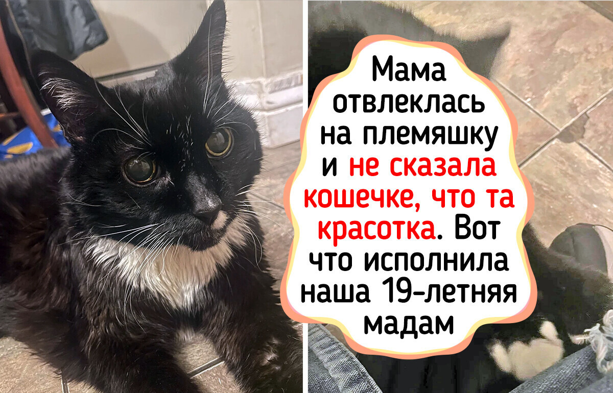 20 фото пушистых долгожителей, чьи седые мордочки согревают словно весенее солнце 20 фото пушистых долгожителей, чьи седые мордочки согревают словно весенее солнце