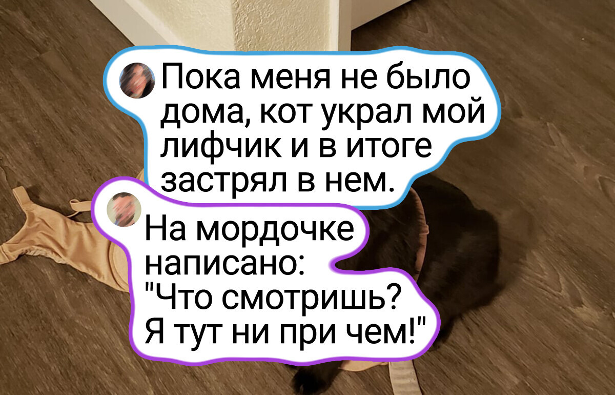 15+ питомцев, с которыми что ни день, то цирк