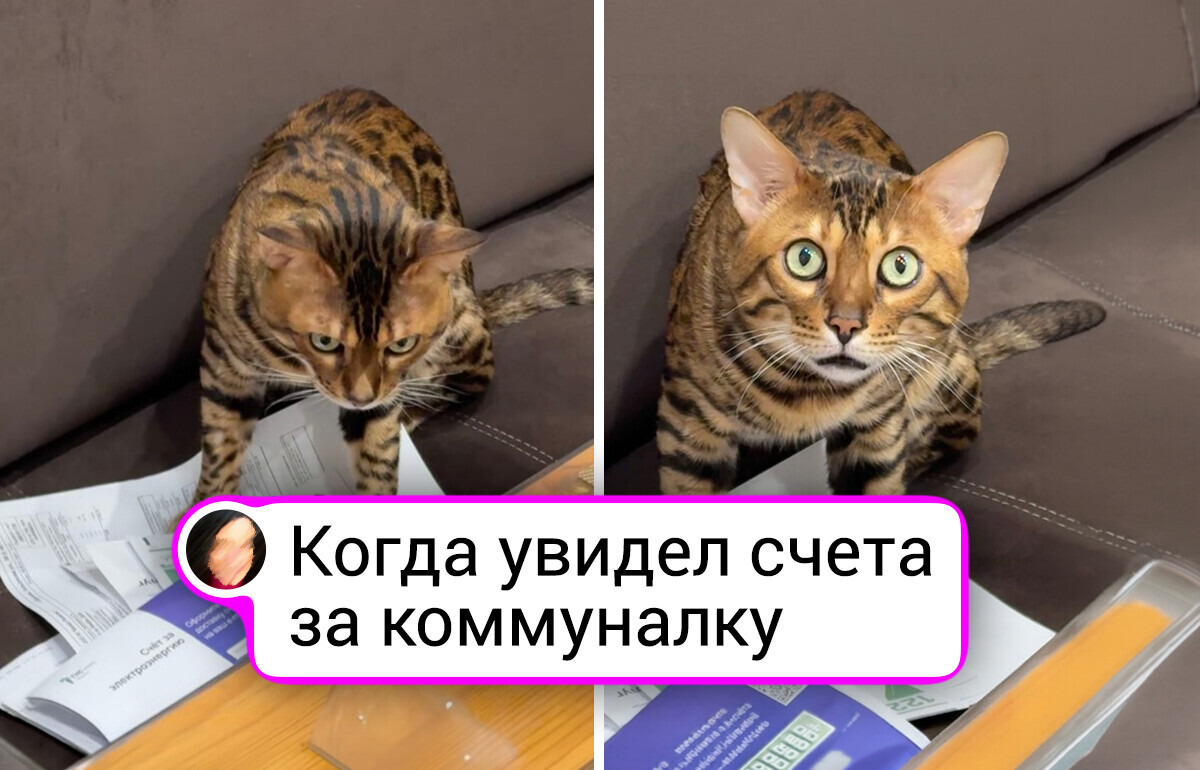 15+ сюжетов о хвостиках, чьи озорные мордашки дарят отличное настроение каждый день