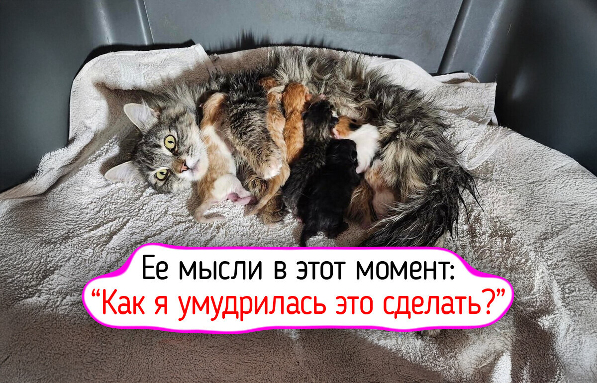 18 фото котиков, чьи трогательные эмоции приносят больше радости, чем первые одуванчики