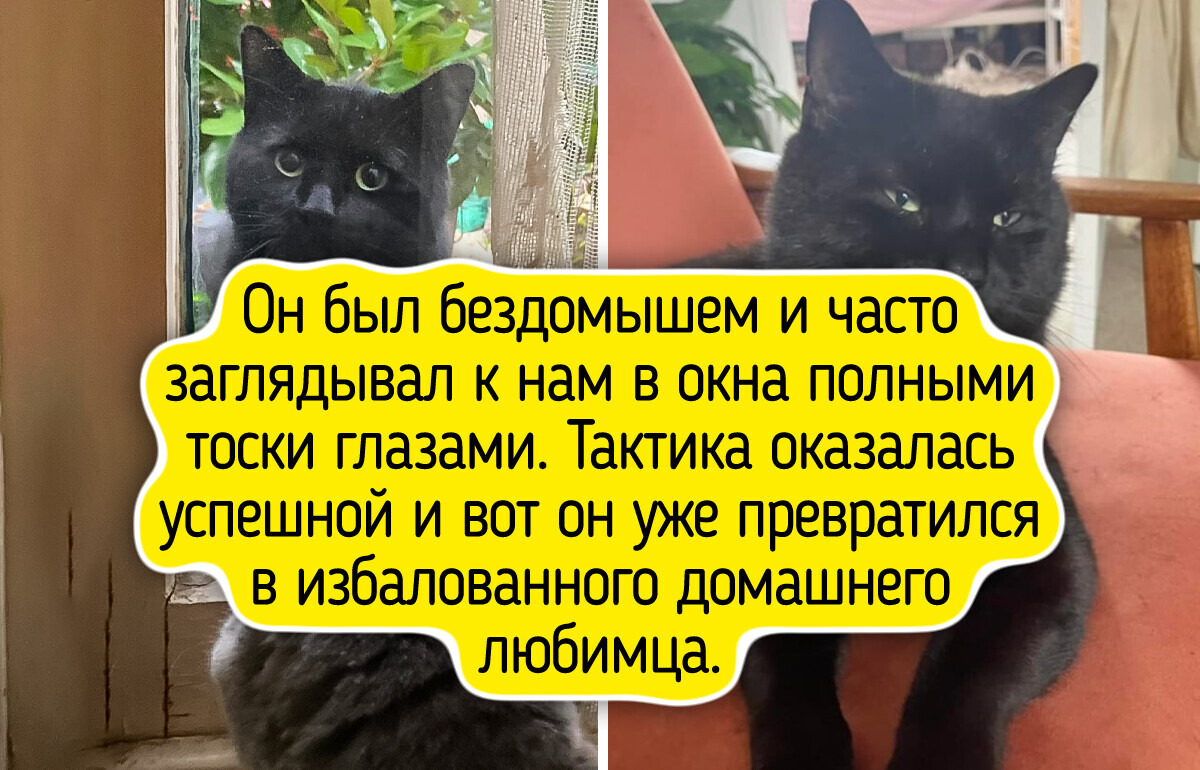 20 фото питомцев до и после того, как их забрали домой, и разница у них просто на мордочке написана