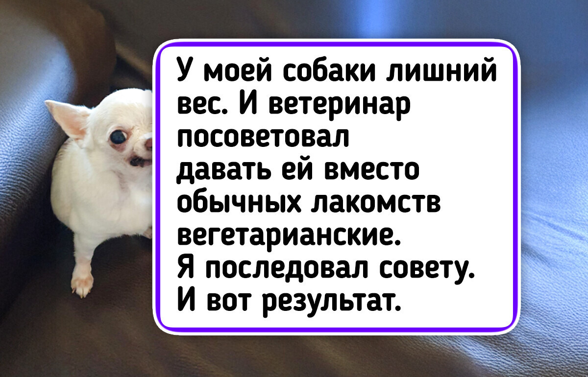 17 питомцев, которые превратили обычный прием у ветеринара в парад умиления 17 питомцев, которые превратили обычный прием у ветеринара в парад умиления