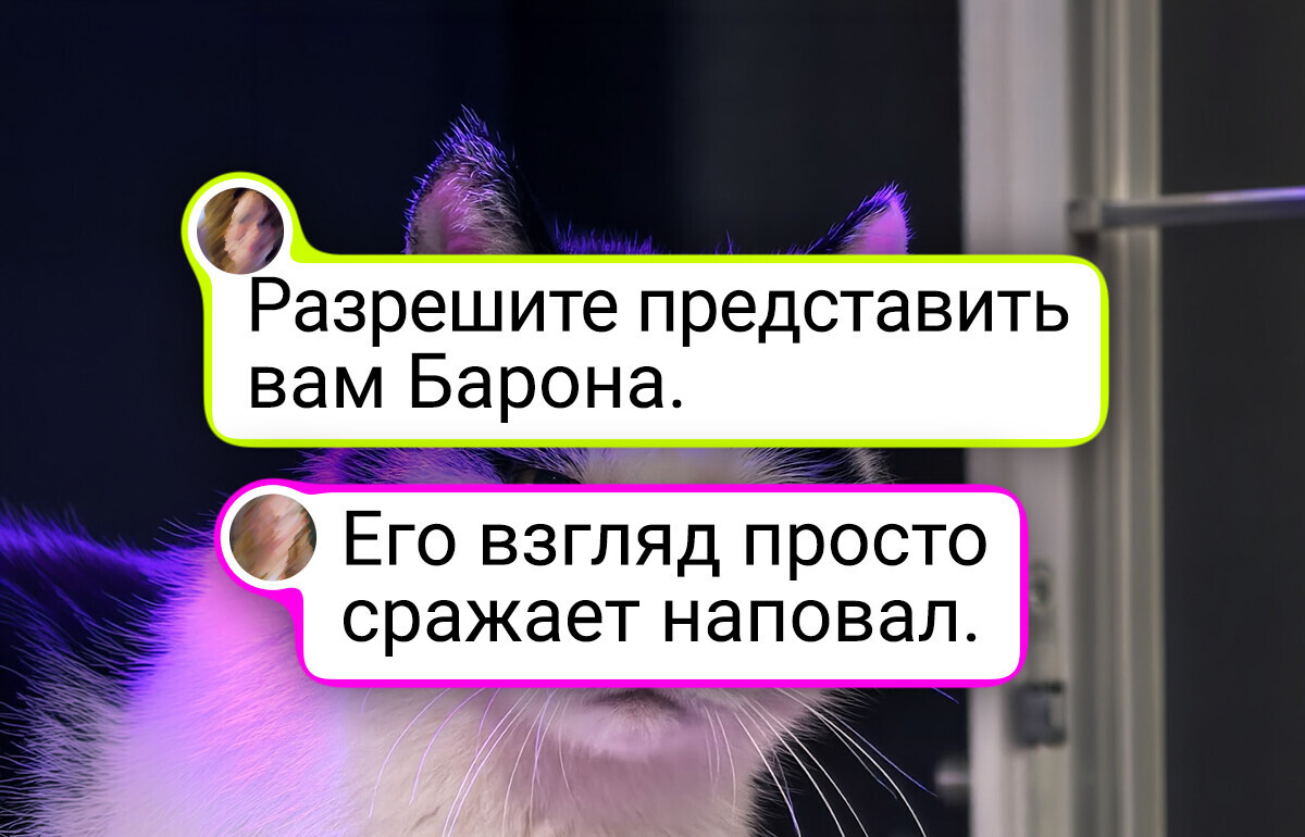 18 пушистых моделей, которые будто сошли со страниц глянцевого журнала 18 пушистых моделей, которые будто сошли со страниц глянцевого журнала