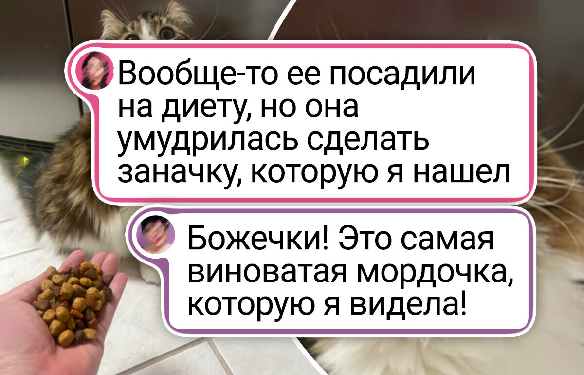 15+ усатых проказников, которым за актерскую игру хоть премию давай