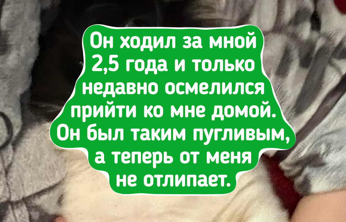 16 питомцев, которые выбрали себе хозяев и не прогадали