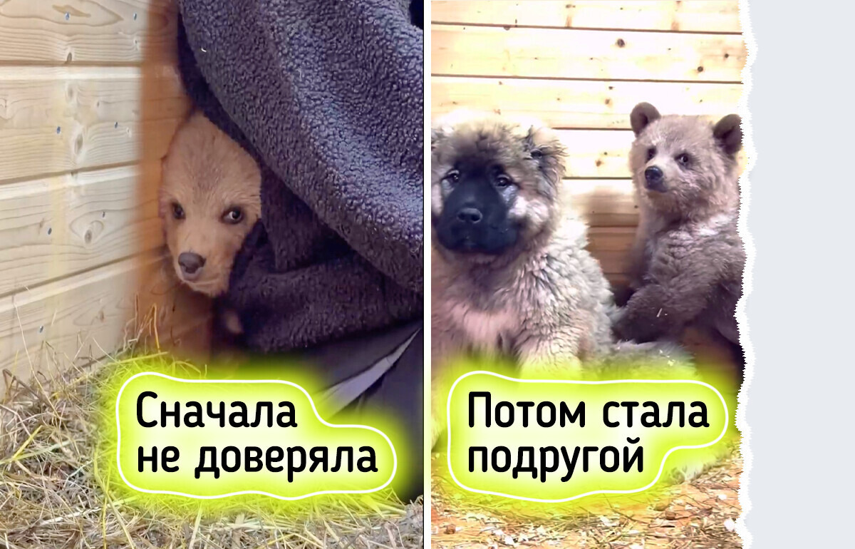 Крошечный спасенный медвежонок Дынька подружилась с псом Арбузиком