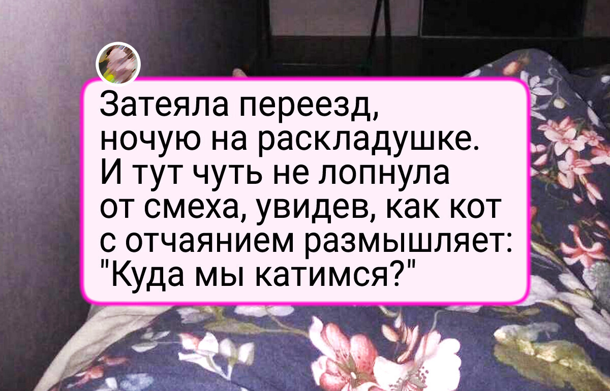 16 питомцев, хозяева которых то и дело хватаются за камеру, а не за голову 16 питомцев, хозяева которых то и дело хватаются за камеру, а не за голову