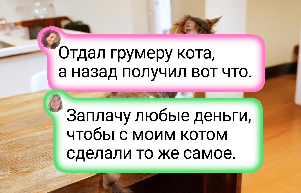 20+ примеров того, как поход к грумеру превращает питомца в звезду 20+ примеров того, как поход к грумеру превращает питомца в звезду