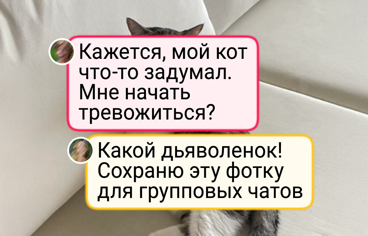 20+ котиков, которым любое баловство сходит с лапок