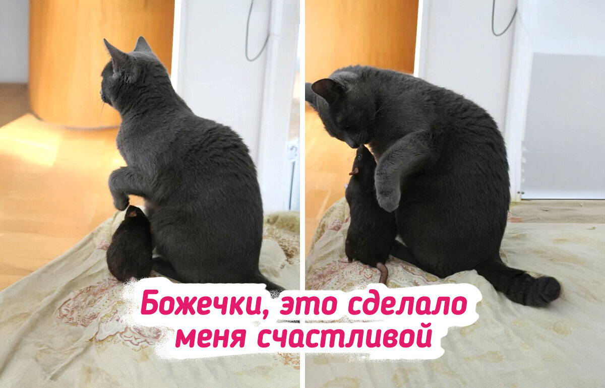 20+ животных, которые показали, что дружба не знает границ