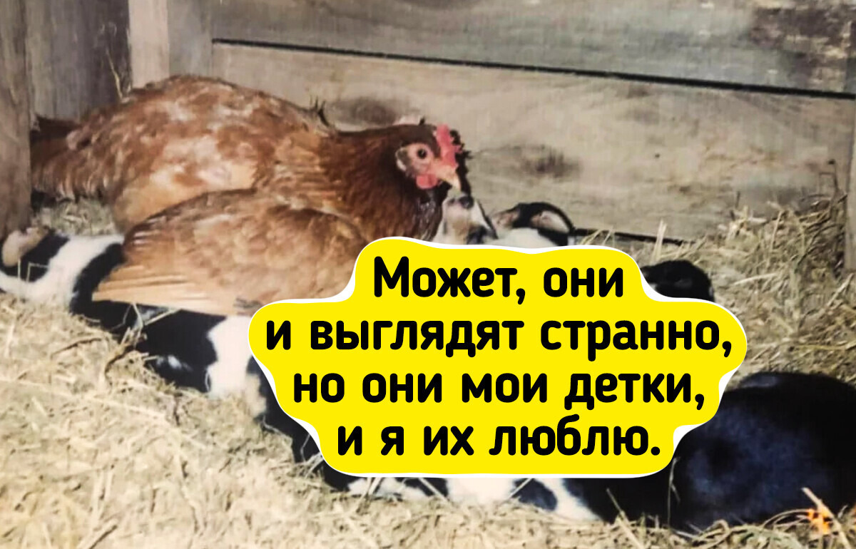 20+ примеров дружбы животных, от которых сердце тает