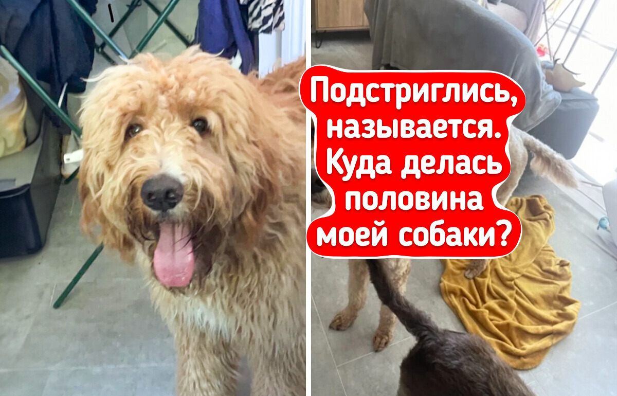 17 пушистиков, которых мама родная не узнает после стрижки