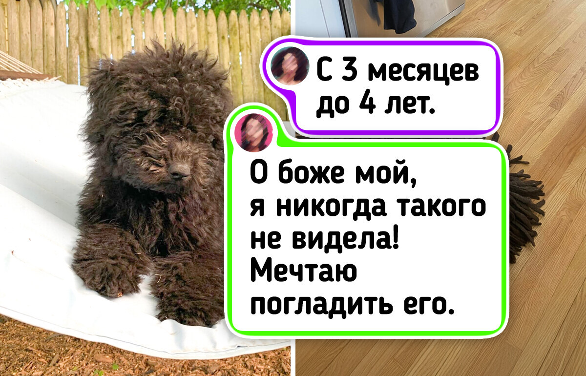 20 домашних любимцев, которые из крохотных малышей выросли в элегантных красавцев 20 домашних любимцев, которые из крохотных малышей выросли в элегантных красавцев