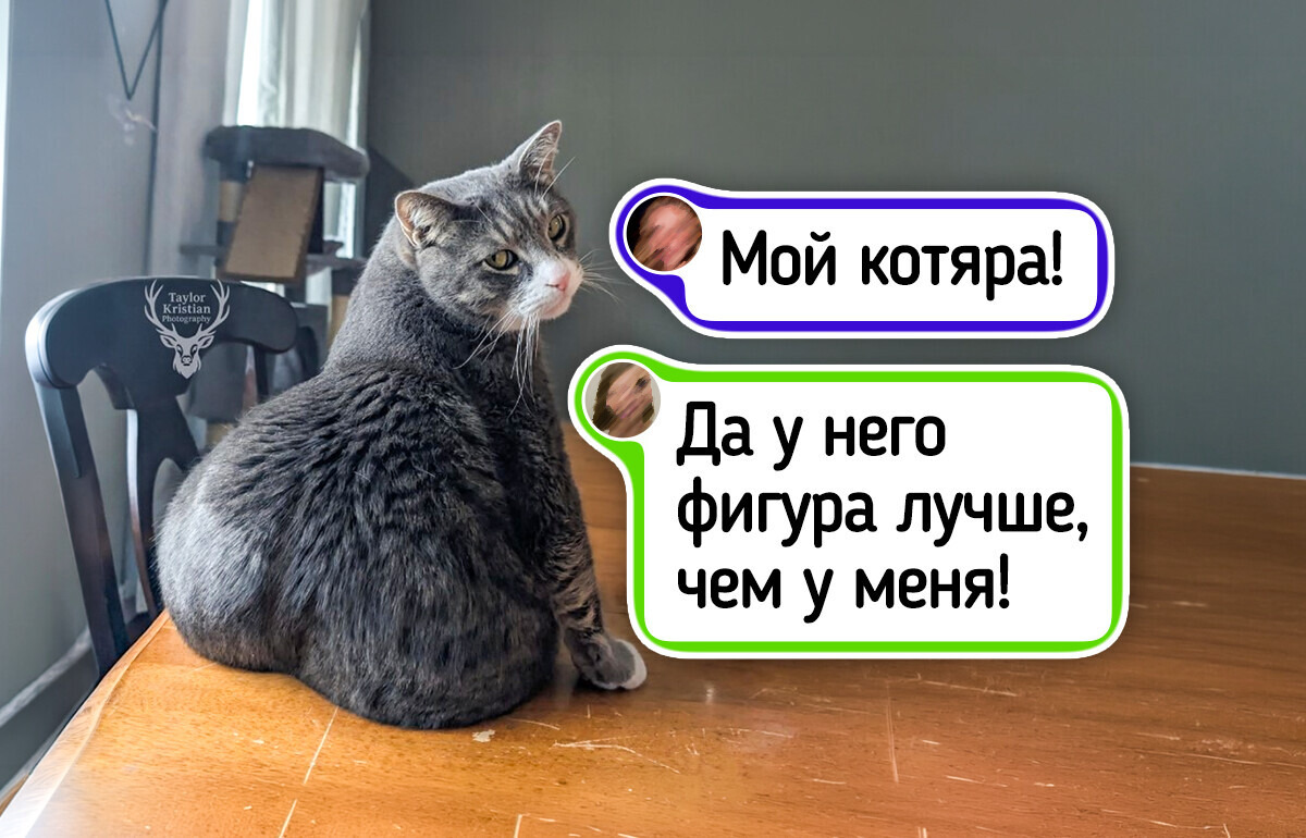25+ котиков, которые устроили хозяевам такую Санта-Барбару, что хоть сериал снимай