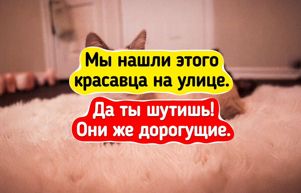 18 котиков, которым в пору работать супермоделями 18 котиков, которым в пору работать супермоделями