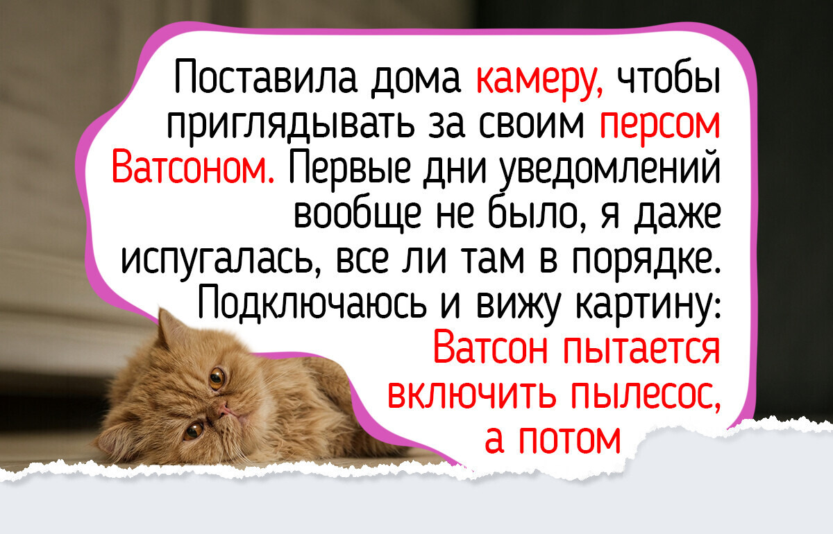 9 пород кошек, которые превратят ваш дом в островок спокойствия и уюта