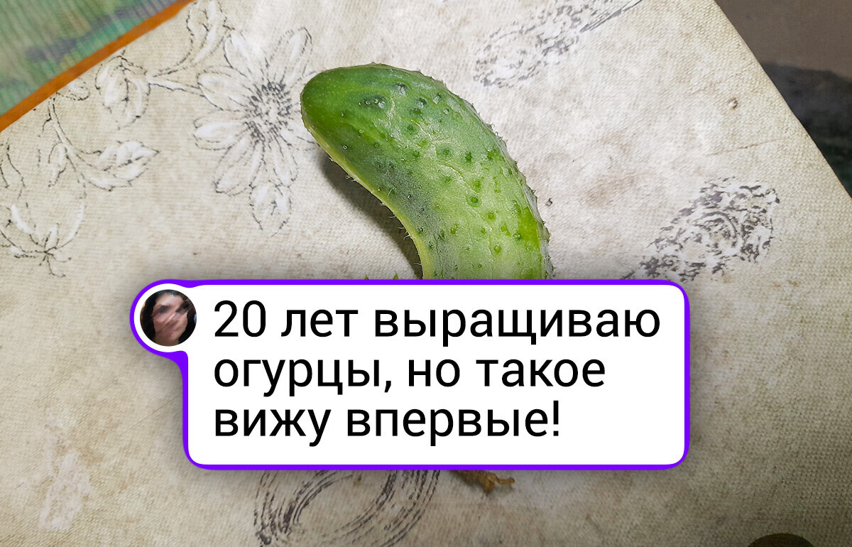 20 счастливчиков, которые пошли собирать урожай и грибы и нашли просто диво дивное