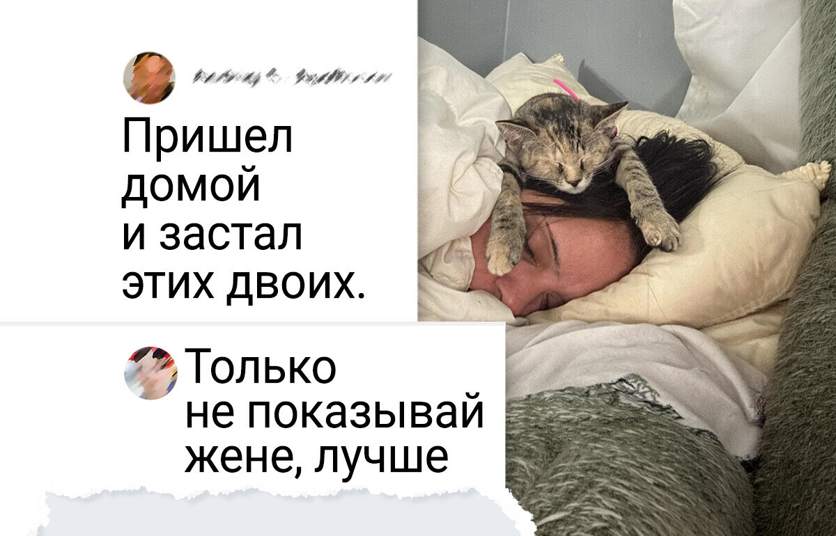 20+ смешных котиков, которые точно знают, кто в доме самый главный