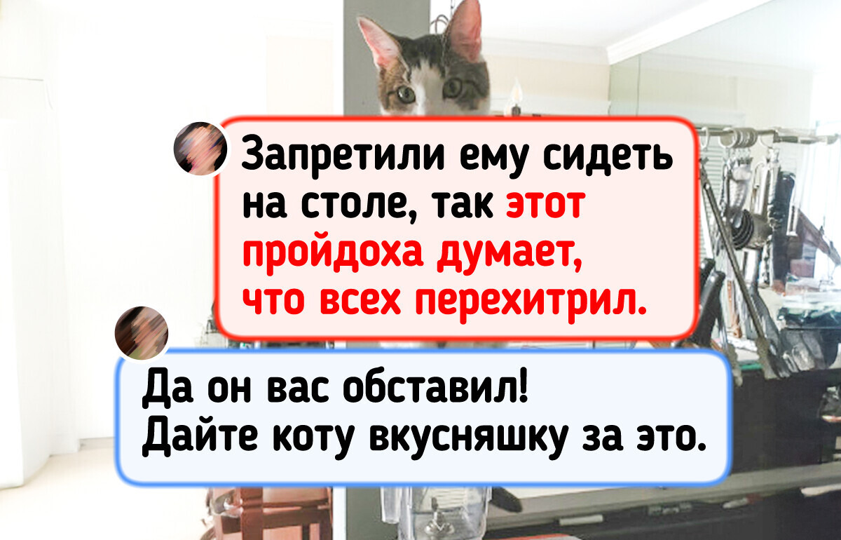 18 хозяев пушистых бунтарей показали, почему их терпение вот-вот лопнет