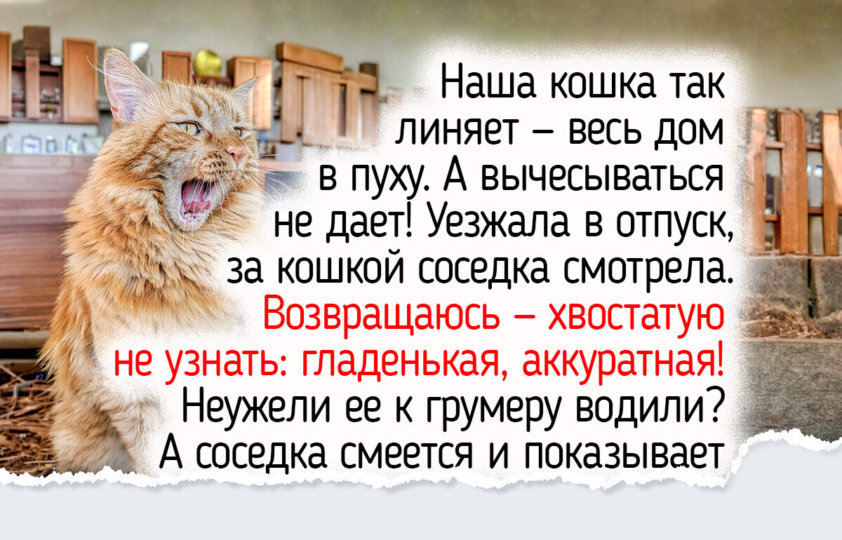 8 деталей осеннего ухода за питомцами, о которых иногда забывают и заботливые хозяева 8 деталей осеннего ухода за питомцами, о которых иногда забывают и заботливые хозяева