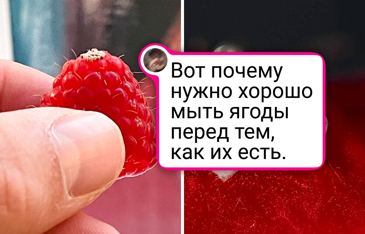 16 макроснимков, которые откроют вам дивный новый мир