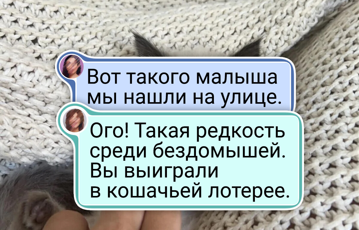 20+ котиков, которых хочется прямо сейчас попросить объяснить свою маленькость 20+ котиков, которых хочется прямо сейчас попросить объяснить свою маленькость