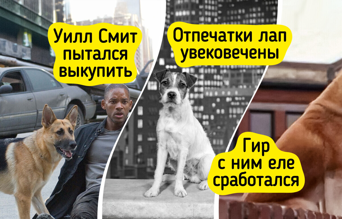 10 пушистых звезд, которые переиграли именитых актеров и влюбили в себя зрителей