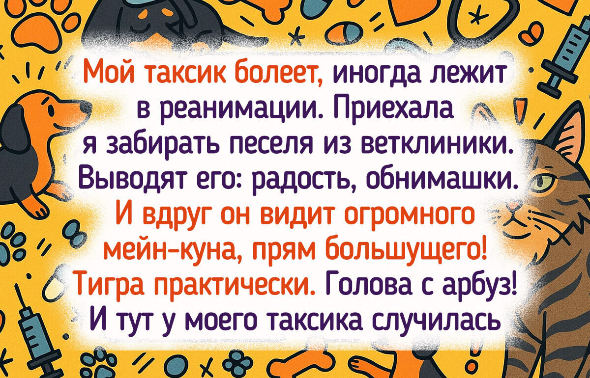15+ хвостатых озорников, которые гонят скуку прочь всеми четырьмя лапами 15+ хвостатых озорников, которые гонят скуку прочь всеми четырьмя лапами