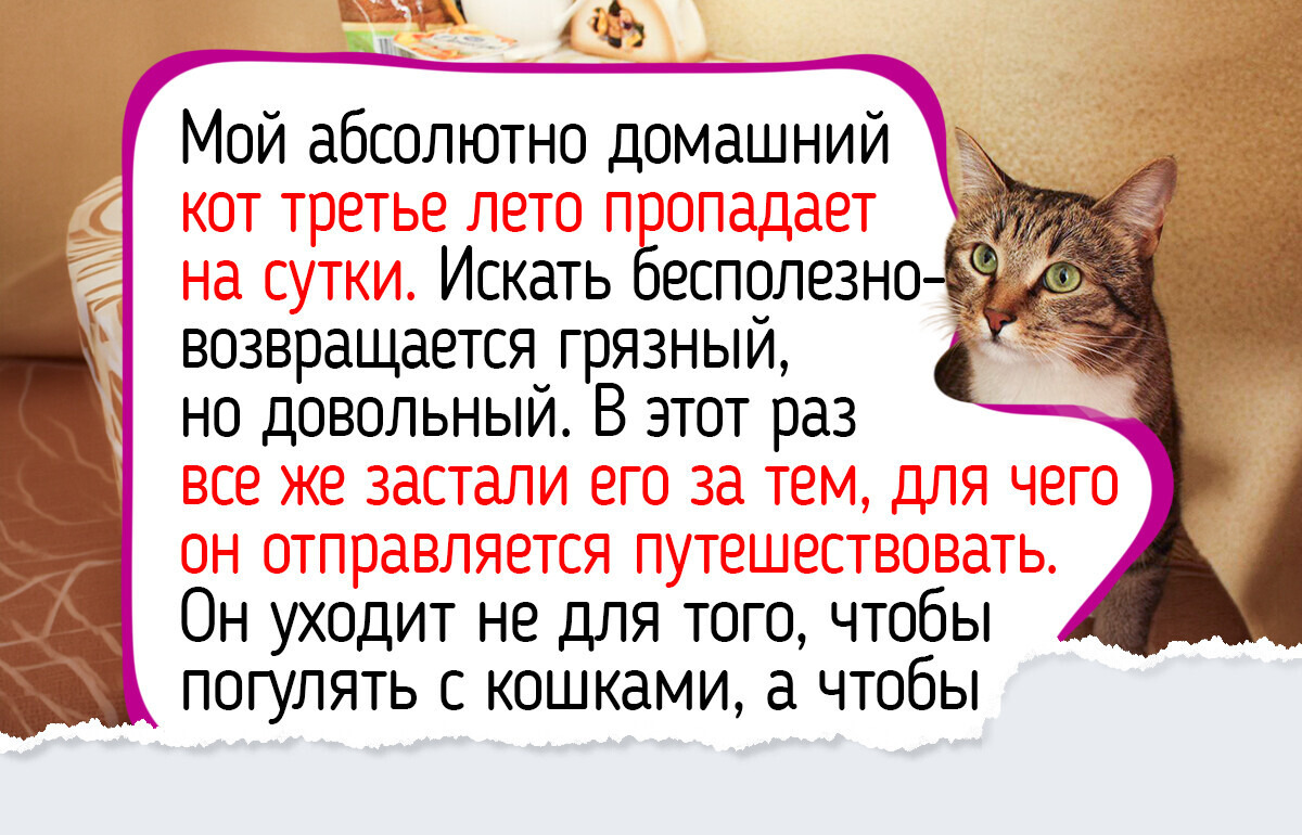 19 историй и фото котиков, от которых губы сами расплываются в улыбке