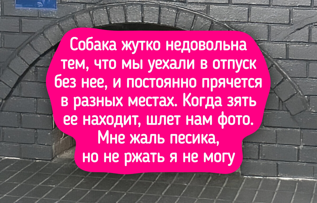 20+ домашних животных, которые так освоили искусство маскировки, что Гарри Поттер с его мантией-невидимкой позавидует