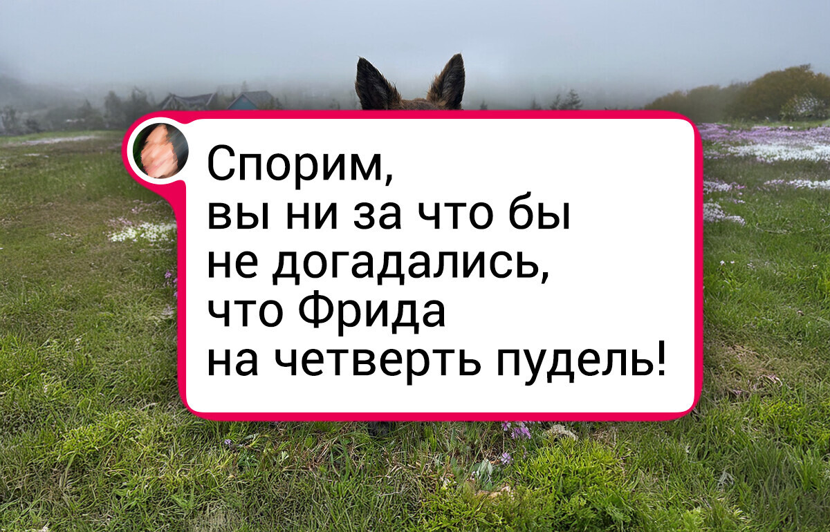 18 пушистых доказательств, что песики смешанных пород часто выигрывают генетическую лотерею