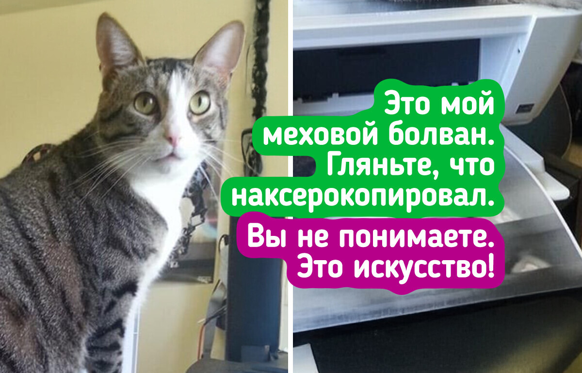 20 фото-улик, которые без слов докажут, что в доме орудует хвостатый 20 фото-улик, которые без слов докажут, что в доме орудует хвостатый