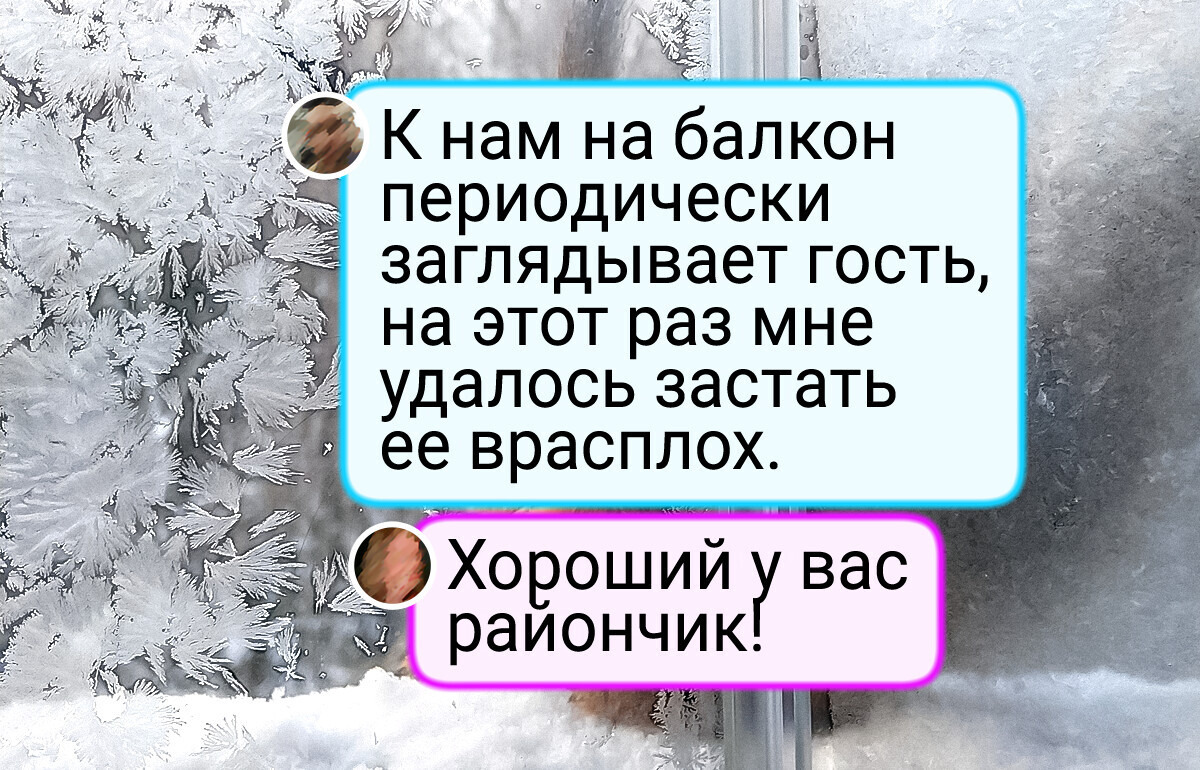 16 кадров, на которых зима проявила себя как самый талантливый и непредсказуемый художник