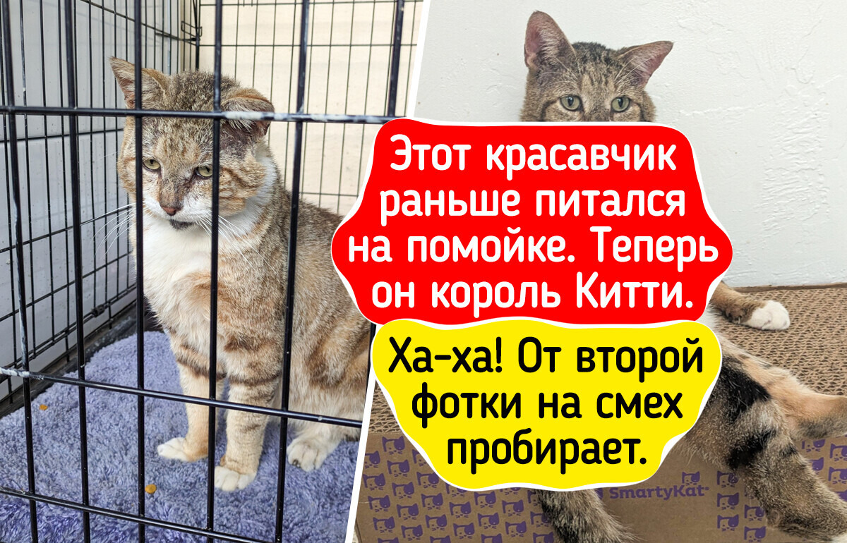 15+ фото питомцев до и после приюта, которые даже сердце угрюмого вахтера растопят