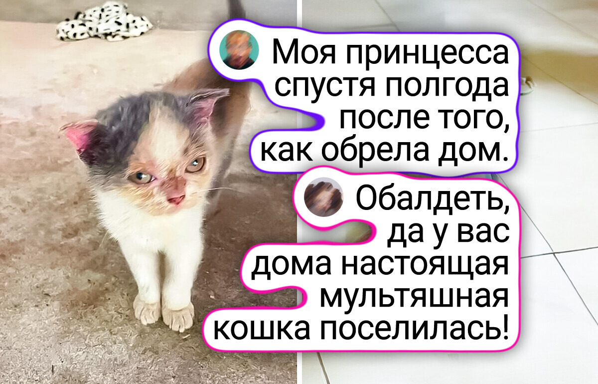 Эти кадры растопят сердце: 24 пушистика и их хозяева «тогда и сейчас» Эти кадры растопят сердце: 24 пушистика и их хозяева «тогда и сейчас»