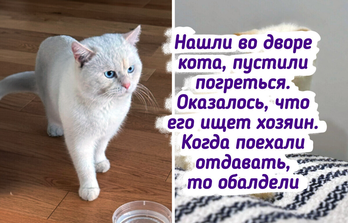 18 найденышей, которые раскрасят серые будни одним взмахом хвоста