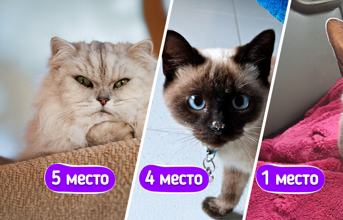 12 пород кошек-долгожителей, которые способны провести с вашей семьей много счастливых лет 12 пород кошек-долгожителей, которые способны провести с вашей семьей много счастливых лет