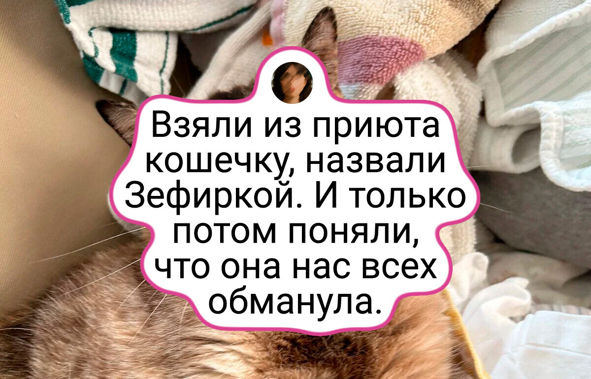 20+ мурлык, которые нашли любящие руки и теперь живут без забот