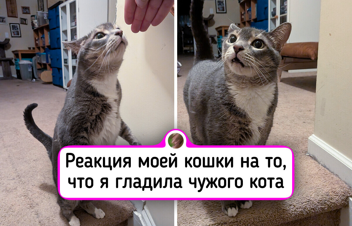 30+ домашних животных, которые легко могли бы получить «Оскар» за свои уморительные мордашки