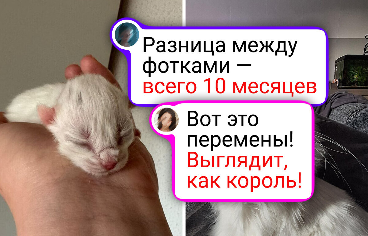 20 пушистиков, которые выросли и украли наши сердечки