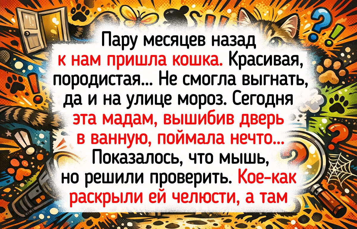 15+ зимних историй, которые поймет каждый, кто имел дело с котиками