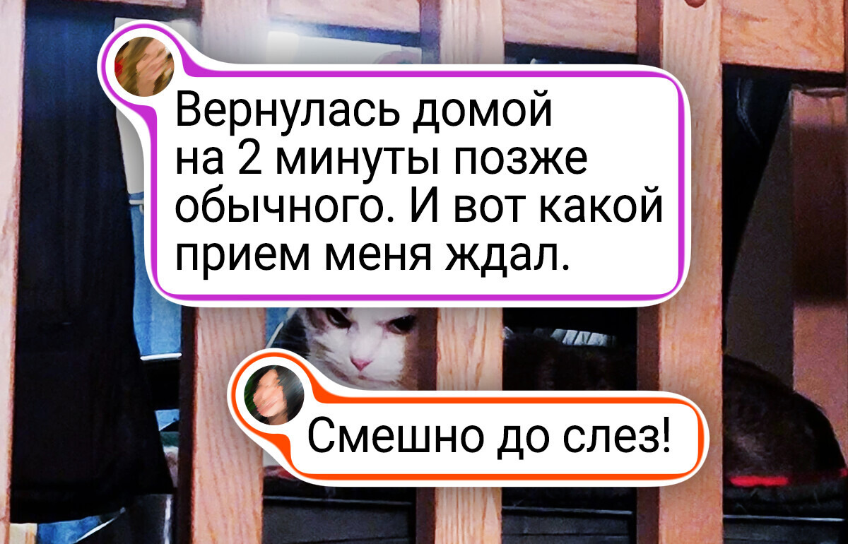 Пушистый компромат: 20+ фото, за которые нашим котам и собакам было бы очень стыдно