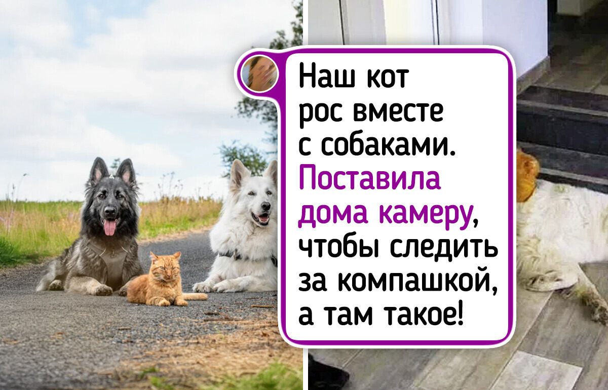20 раз, когда пушистики доказали, что истинная дружба не зависит от длины хвоста или формы лап