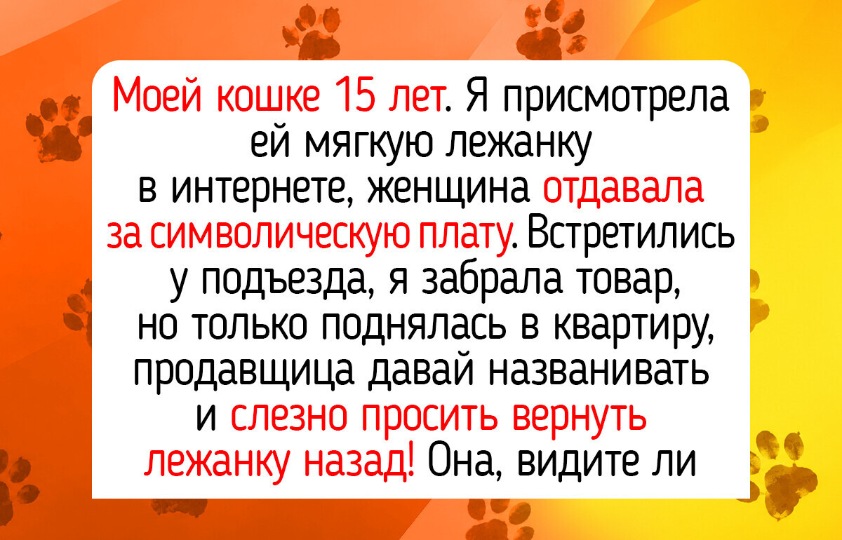 18 котиков-долгожителей, которые не обращают внимания на возраст, а просто наслаждаются маленькими радостями