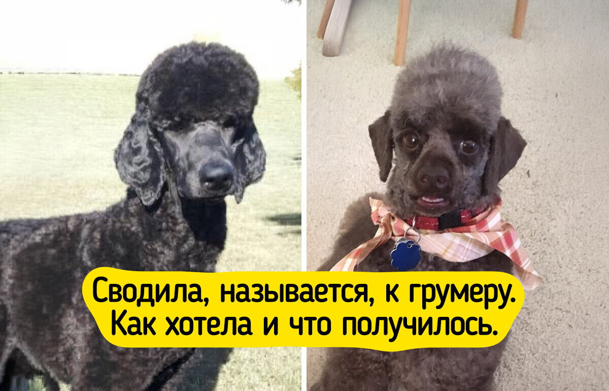 20 случаев, когда визит к грумеру принес не только новую стрижку, но и добрую порцию смеха 20 случаев, когда визит к грумеру принес не только новую стрижку, но и добрую порцию смеха