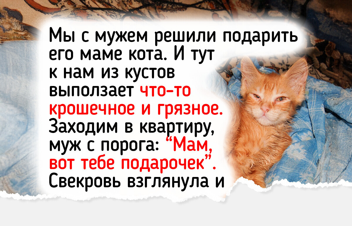 19 душевных историй о котятах, которые быстро стали частью дружной семьи