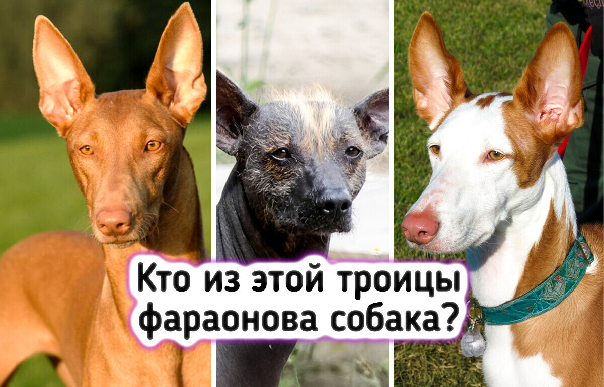 Вы точно собачник, если пройдете этот тест без ошибок