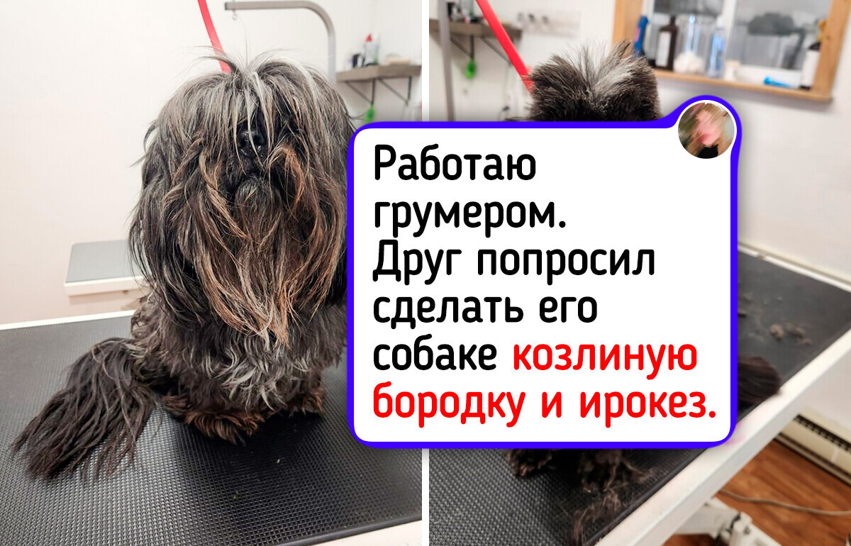 16 очаровательных питомцев, чье преображение у грумера вызвало добрую улыбку