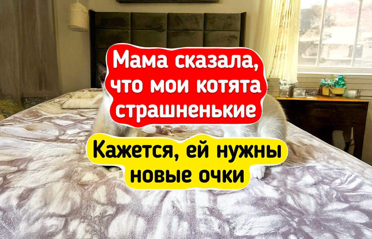 20+ котят, которые будто созданы для того, чтобы ими умиляться 20+ котят, которые будто созданы для того, чтобы ими умиляться